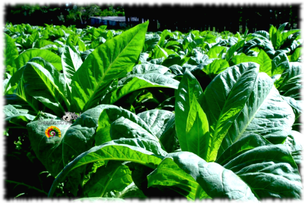 Tabaco Kentucky - Nicotiana tabacum - 500 semillas - Imagen 4