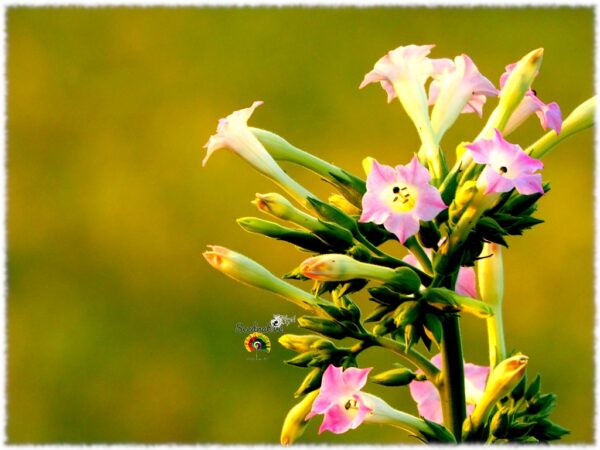 Tabaco Kentucky - Nicotiana tabacum - 500 semillas - Imagen 3