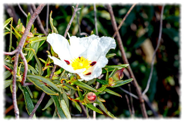 Jara pringosa - Cistus ladanifer - 300 semillas - Imagen 3