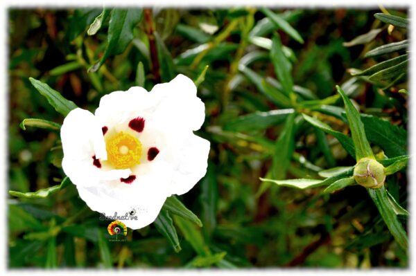 Jara pringosa - Cistus ladanifer - 300 semillas - Imagen 2