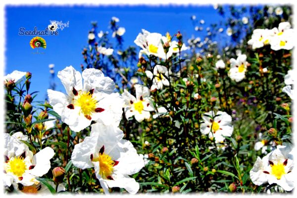 Jara pringosa - Cistus ladanifer - 300 semillas