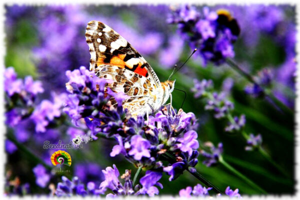 Lavanda - Lavandula officinalis - 300 semillas - Imagen 6