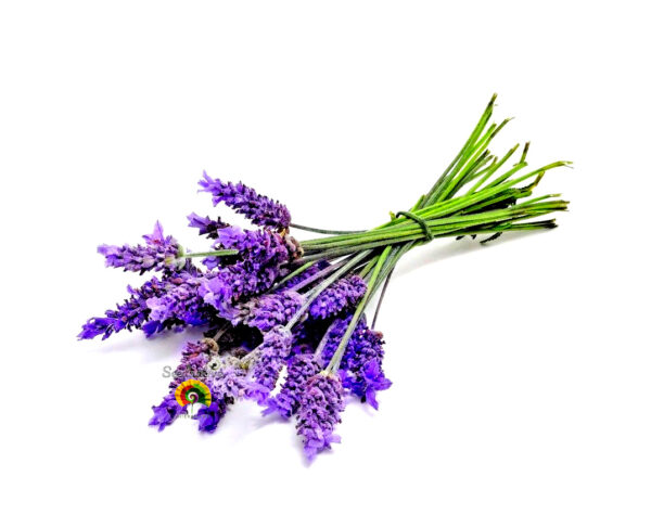 Lavanda - Lavandula officinalis - 300 semillas