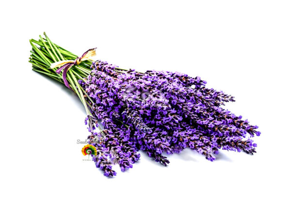 Lavanda - Lavandula officinalis - 300 semillas - Imagen 5