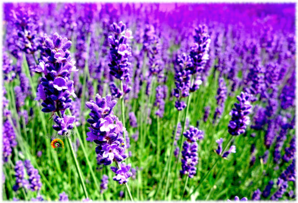 Lavanda - Lavandula officinalis - 300 semillas - Imagen 4