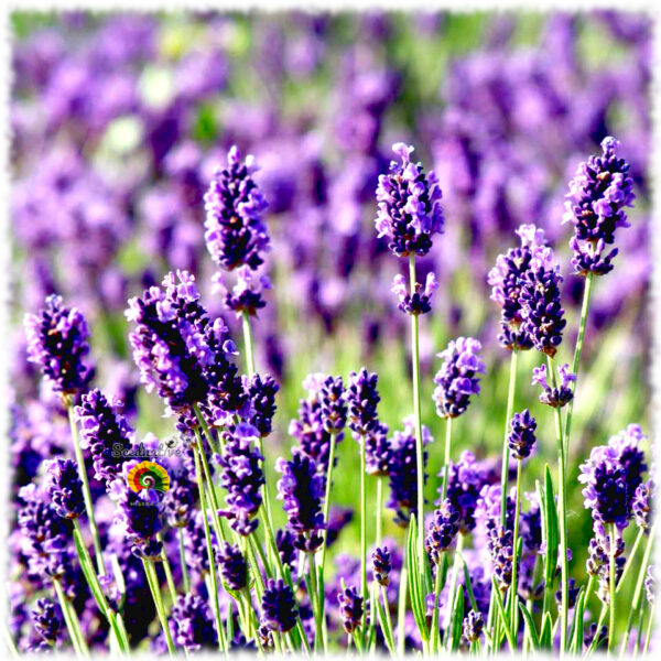 Lavanda - Lavandula officinalis - 300 semillas - Imagen 3