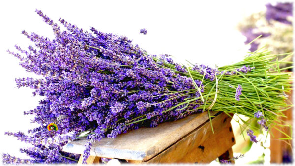 Lavanda - Lavandula officinalis - 300 semillas - Imagen 2