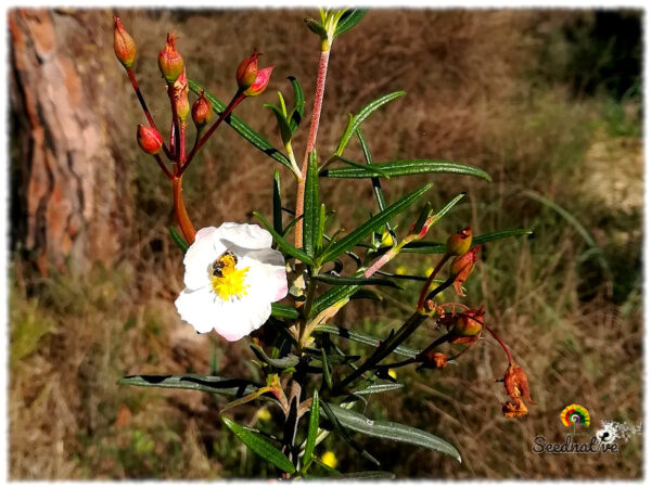 Jara del Líbano - Cistus libanotis - 300 semillas