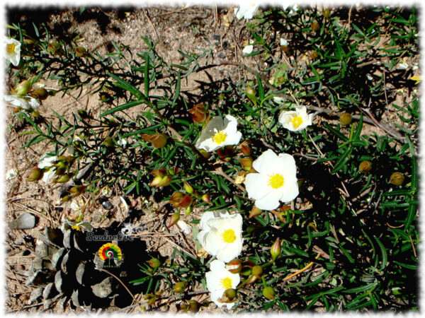 Jara del Líbano - Cistus libanotis - 300 semillas - Imagen 3