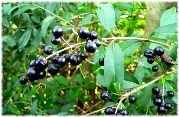 Aligustre - Ligustrum vulgare - 100 semillas - Imagen 4