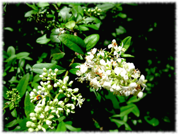 Aligustre - Ligustrum vulgare - 100 semillas - Imagen 3