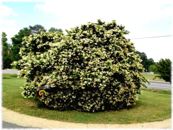 Aligustre del Japón - Ligustrum japonicum - 100 semillas