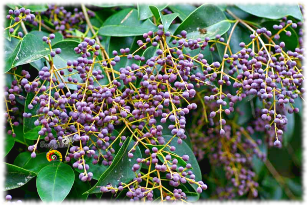 Aligustre del Japón - Ligustrum japonicum - 100 semillas - Imagen 3