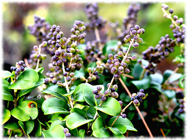 Aligustre del Japón - Ligustrum japonicum - 100 semillas - Imagen 2