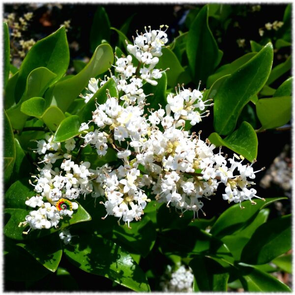 Aligustre del Japón - Ligustrum japonicum - 100 semillas - Imagen 5