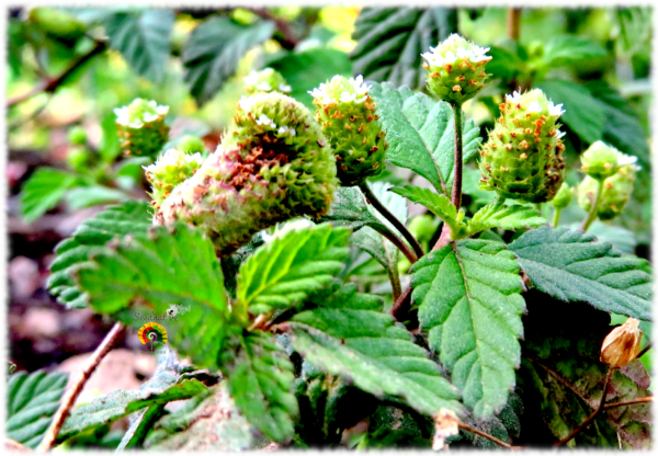 Azúcar de los Aztecas - Lippia dulcis - 50 semillas