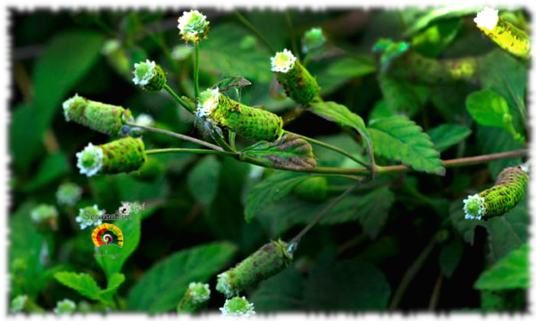 Azúcar de los Aztecas - Lippia dulcis - 50 semillas - Imagen 3