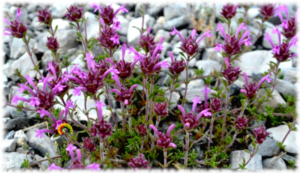 Tomillo Real - Thymus longiflorus - 500 semillas - Imagen 2