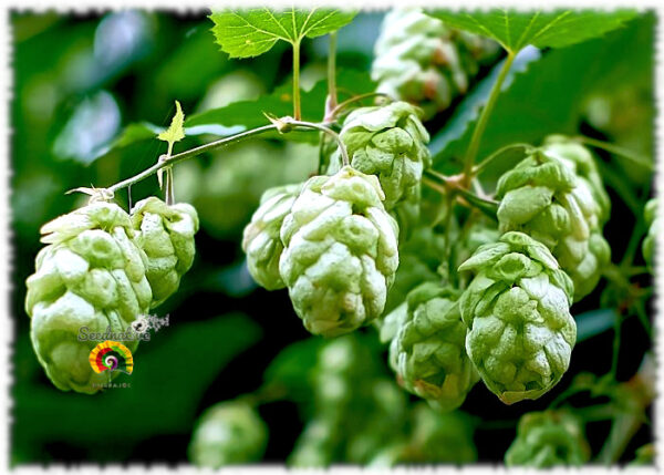 Lúpulo - Humulus lupulus - 100 semillas - Imagen 5