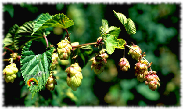 Lúpulo - Humulus lupulus - 100 semillas - Imagen 4