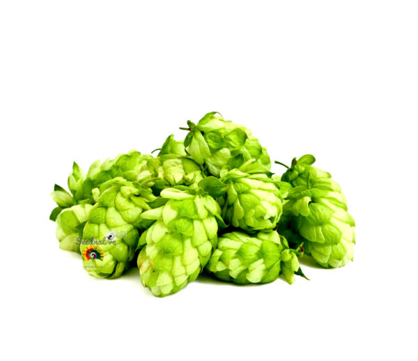 Lúpulo - Humulus lupulus - 100 semillas