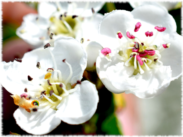 Espino albar - Crataegus monogyna - 30 semillas - Imagen 5