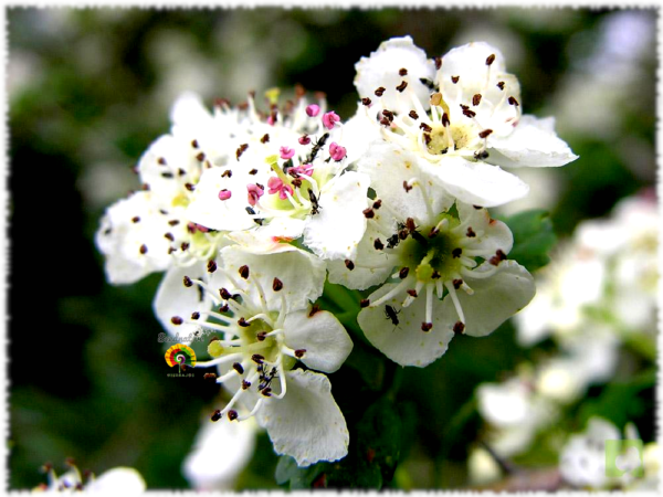 Espino albar - Crataegus monogyna - 30 semillas - Imagen 4