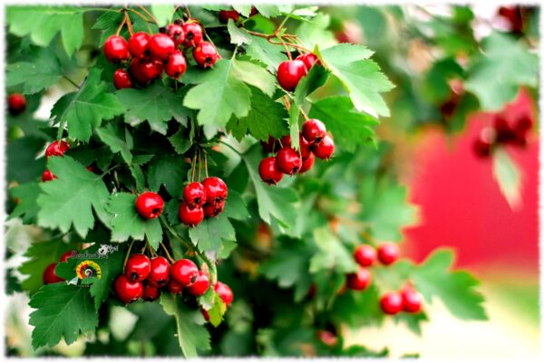 Espino albar - Crataegus monogyna - 30 semillas - Imagen 3