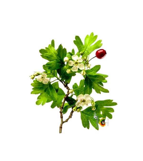 Espino albar - Crataegus monogyna - 30 semillas