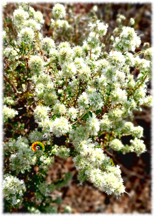 Tomillo blanco - Thymus mastichina - 500 semillas