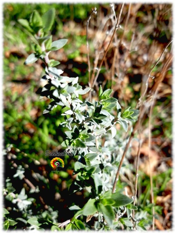 Tomillo blanco - Thymus mastichina - 500 semillas - Imagen 3