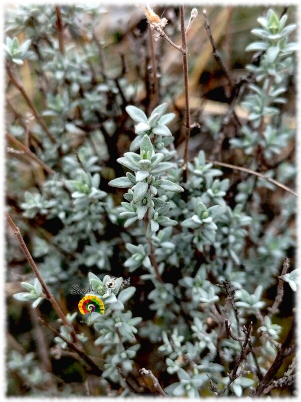 Tomillo blanco - Thymus mastichina - 500 semillas - Imagen 2