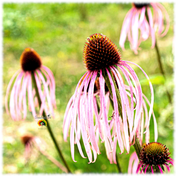 Equinácea pálida - Echinacea pallida - 100 semillas - Imagen 2