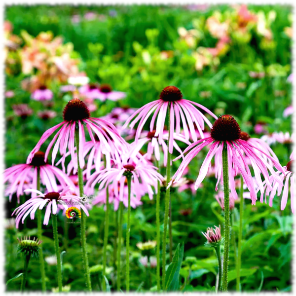 Equinácea pálida - Echinacea pallida - 100 semillas - Imagen 3