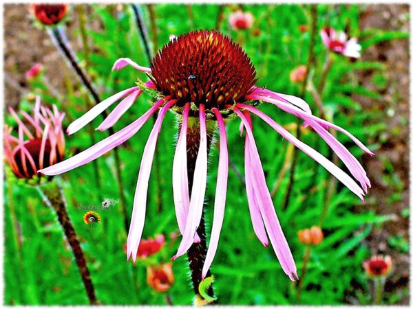 Equinácea pálida - Echinacea pallida - 100 semillas - Imagen 4