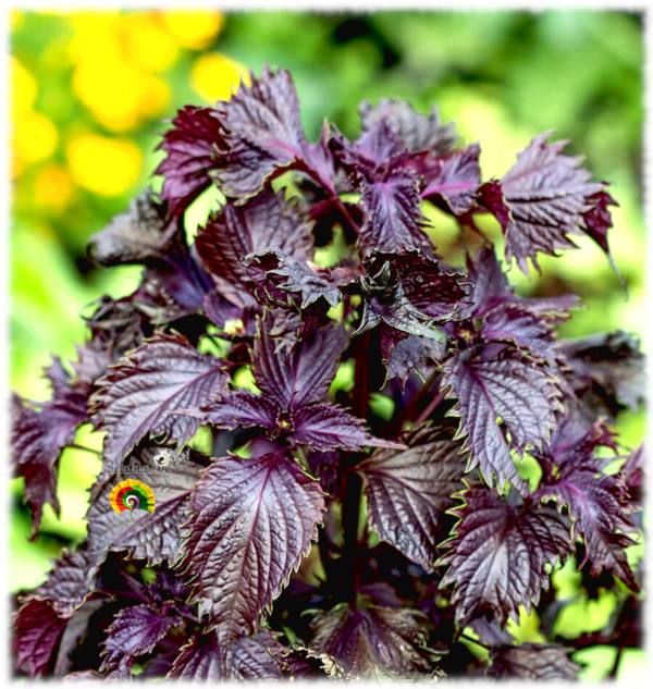 Shiso - Perilla frutescens var. crispa - 300 semillas