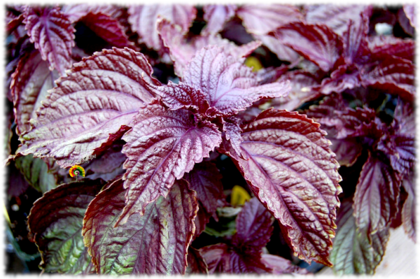 Shiso - Perilla frutescens var. crispa - 300 semillas - Imagen 3