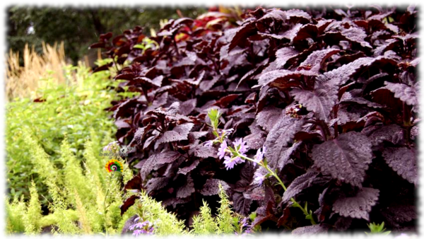 Shiso - Perilla frutescens var. crispa - 300 semillas - Imagen 2