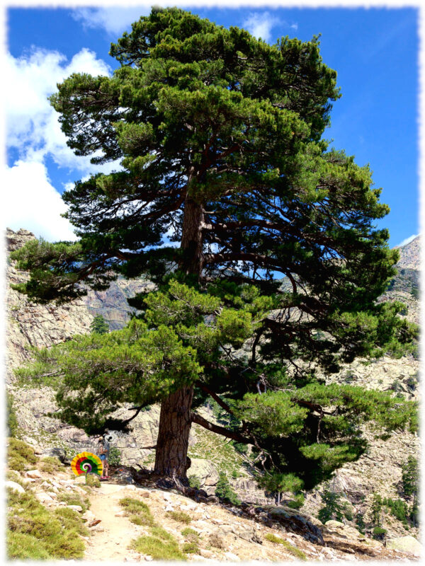 Pino negro - Pinus nigra - 30 semillas - Imagen 3