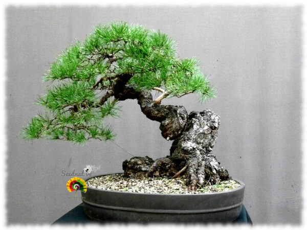 Pino negro - Pinus nigra - 30 semillas