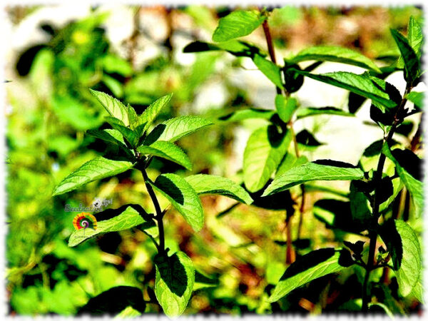 Menta piperita - Mentha x piperita - 1000 semillas - Imagen 5