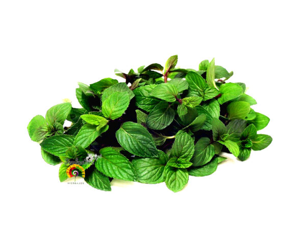 Menta piperita - Mentha x piperita - 1000 semillas - Imagen 4