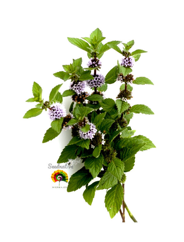 Menta piperita - Mentha x piperita - 1000 semillas