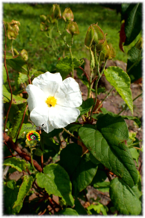 Jara cerval - Cistus populifolius - 300 semillas - Imagen 4