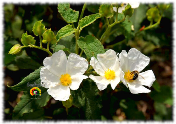 Jara cerval - Cistus populifolius - 300 semillas - Imagen 3