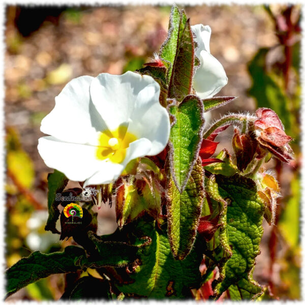 Jara cerval - Cistus populifolius - 300 semillas - Imagen 2