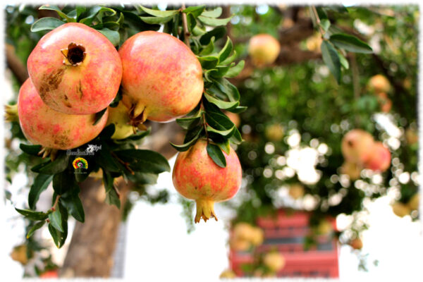 Granado - Punica granatum - 50 semillas - Imagen 2