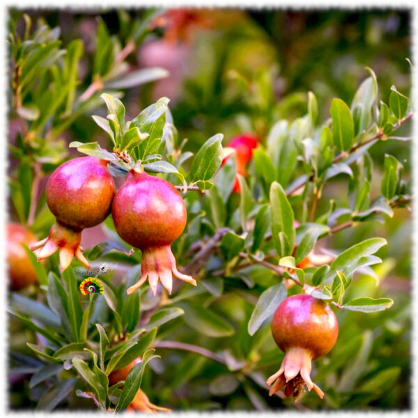 Granado - Punica granatum - 50 semillas - Imagen 3