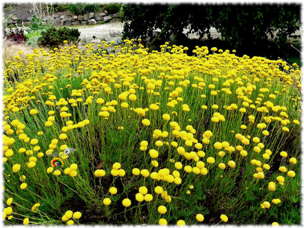 Botonera - Santolina rosmarinifolia - 500 semillas - Imagen 4