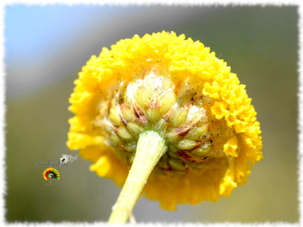 Botonera - Santolina rosmarinifolia - 500 semillas - Imagen 3